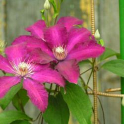 Клематис Эйнора (Clematis Einora)