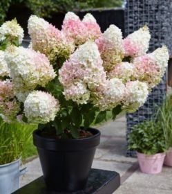 Гортензия метельчатая Ливинг Литл Блоссом (Hydrangea paniculata Living Little Blossom)