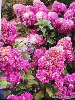 Гортензия метельчатая Краса Лесково (Hydrangea paniculata Krasa Leskovo)