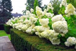 Гортензия метельчатая Мэджикал Монблан (Hydrangea paniculata Magical Mont Blanc)