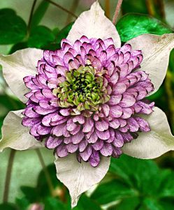 Клематис Голд Пурпле (Clematis Gold Purple)