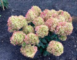 Гортензия метельчатая Литл Лав (Hydrangea paniculata Little Love)