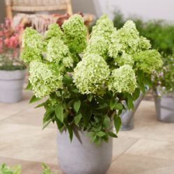 Гортензия метельчатая Гарденлайтс Гринлайт (Hydrangea paniculata Gardenlight GreenLight)
