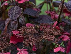 Гортензия крупнолистная Даредевил (Hydrangea macrophylla Daredevil)