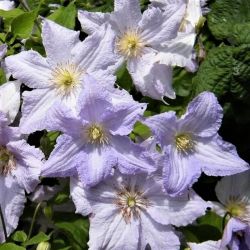 Клематис Блекитни Аниол (Clematis Blekitny Aniol)