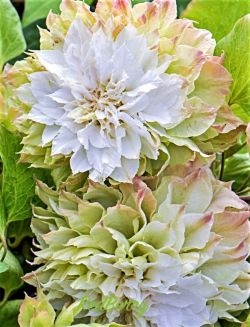 Клематис Мидори (Clematis Midori)