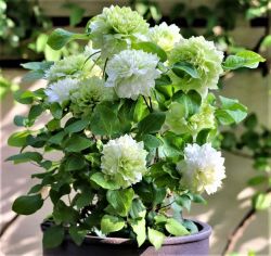 Клематис Кохана (Clematis Kohana)