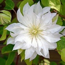Клематис Фёрст Лав (Clematis First Love)