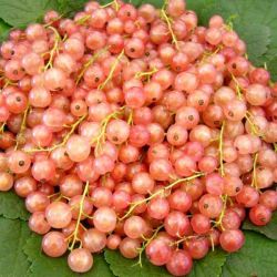 Смородина Голландская розовая