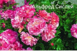 Роза Альфред Сислей