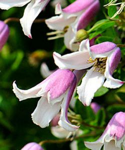 Клематис Эльф (Clematis Elf)