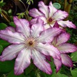 Клематис Тае (Clematis Tae)