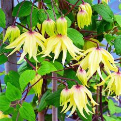 Клематис Голден Дрим (Clematis Golden Dream)