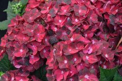 Гортензия крупнолистная Мэджикал Шоколад (Hydrangea macrophylla Magical Shocolate)
