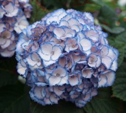 Гортензия крупнолистная Ховария Мирай (Hydrangea macrophylla Hovaria Mirai)
