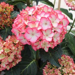 Гортензия крупнолистная Ховария Риппли (Hydrangea macrophylla Hovaria Ripple)
