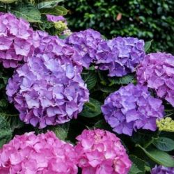 Гортензия крупнолистная Гамбург (Hydrangea macrophylla Hamburg)