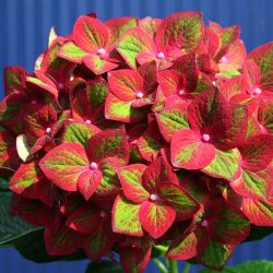 Гортензия крупнолистная Мэджикал Сапфир (Hydrangea macrophylla Magical Sapphire)