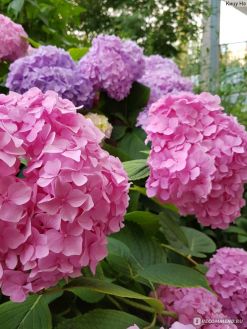 Гортензия крупнолистная Пэшн (Hydrangea macrophylla Passion)