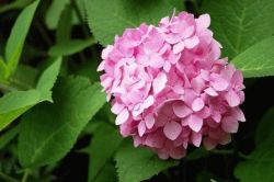 Гортензия крупнолистная Оук Хилл (Hydrangea macrophylla Oak Hill)