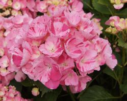Гортензия крупнолистная Ховария Свит Фэнтези (Hydrangea macrophylla Hovaria Sweet Fantasy)