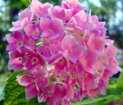 Гортензия крупнолистная Ева Лион Холмс (Hydrangea macrophylla Eva Lyon Holmes)