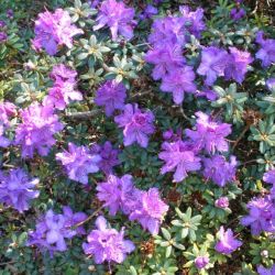 Рододендрон Блю Стил (Rhododendron Blue Steel)