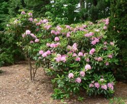 Рододендрон Браво (Rhododendron Bravo)