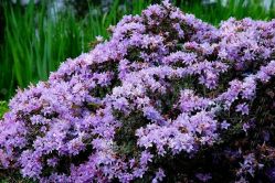 Рододендрон Бухловице (Rhododendron Buchlovice)