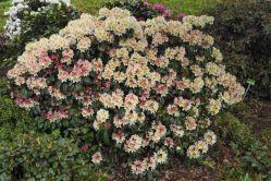 Рододендрон Казанова (Rhododendron Casanova)