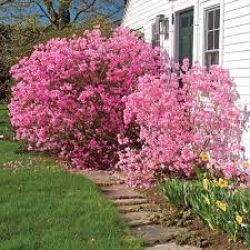 Рододендрон Корнелл Пинк (Rhododendron Cornell Pink)