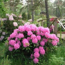 Рододендрон Гаага (Rhododendron Haaga)