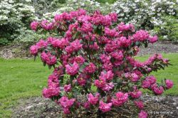 Рододендрон Гавайи (Rhododendron Hawaii)