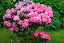 Рододендрон Хельсинки Юниверсити (Rhododendron Helsinki University)
