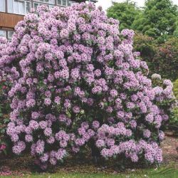 Рододендрон Гумбольд (Rhododendron Humboldt)