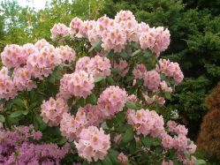 Рододендрон Лита (Rhododendron Lita)