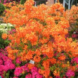 Рододендрон Мандарин Лайтс (Rhododendron Mandarin Lights)