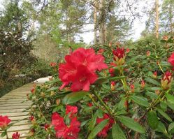 Рододендрон Мауриц (Rhododendron Mauritz)