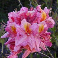 Рододендрон Мистер Чарльз С. Саргент (Rhododendron Mrs. Charles S. Sargent)