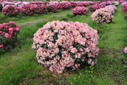 Рододендрон Парад (Rhododendron Parade)