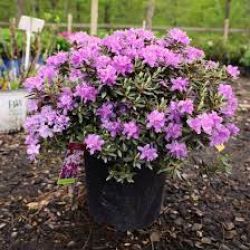 Рододендрон Пурпл Гем (Rhododendron Purple Gem)