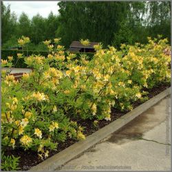 Рододендрон Тукан (Rhododendron Toucan)