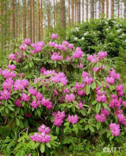 Рододендрон Унелма (Rhododendron Unelma)