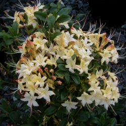 Рододендрон Вестонс Лемон Дроп (Rhododendron Weston's Lemon Drop)