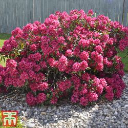 Рододендрон Германия (Rhododendron Germania)