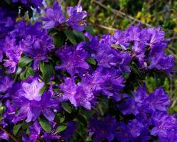 Рододендрон Раар (Rhododendron Raar)