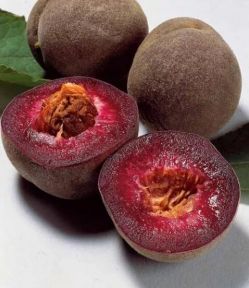Персик Винный (Peche de Vigne)