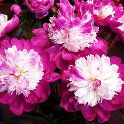 Пион Гай Пэри (Paeonia Gay Paree)