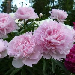 Пион Нэнси Нора (Paeonia Nancy Nora)
