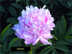 Пион Лан Фу Ши / Блю Фуджи (Paeonia Lan fu shi / Blue Fuji)